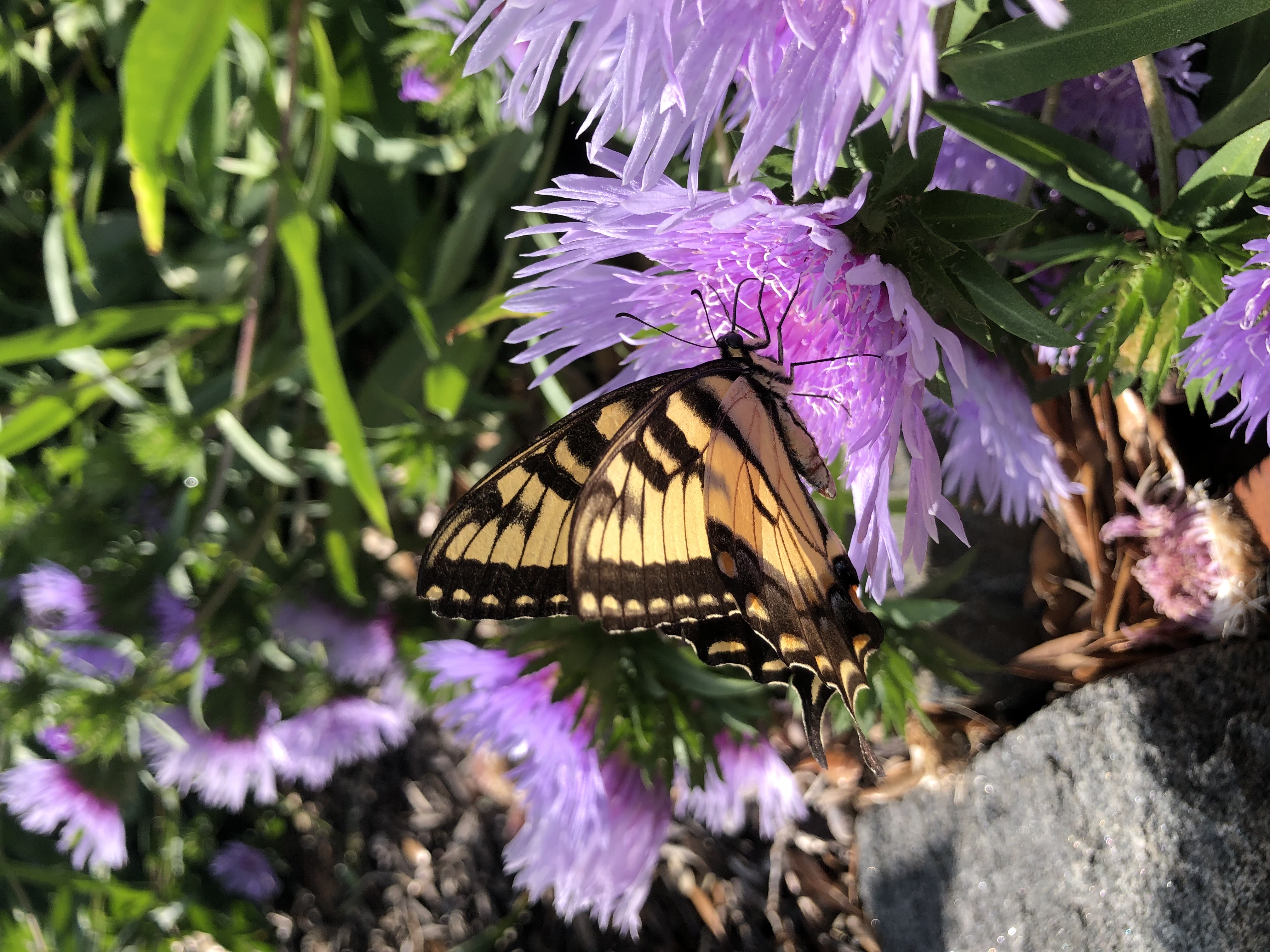 Tiger swallowtail butterfly on purple wildflowers