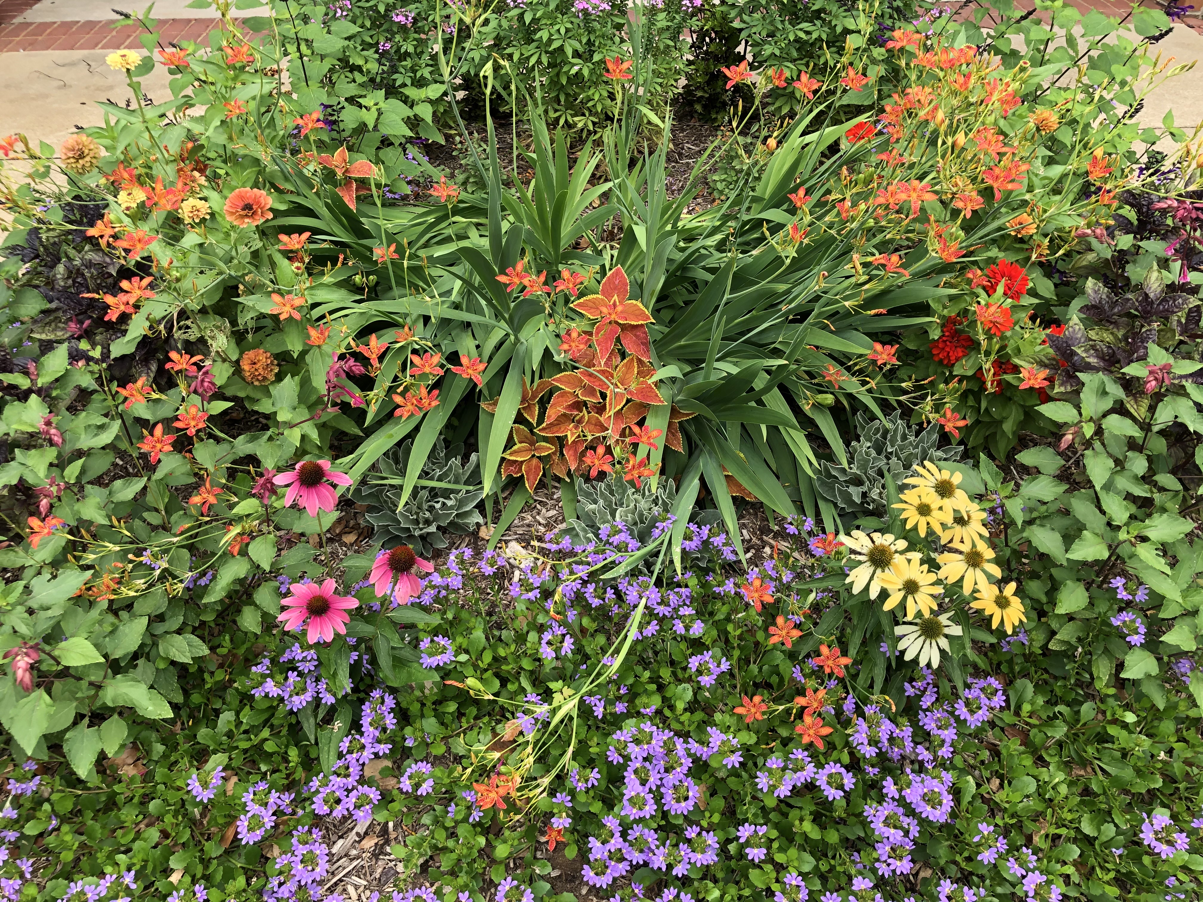 Colorful mixed garden bed in bloom