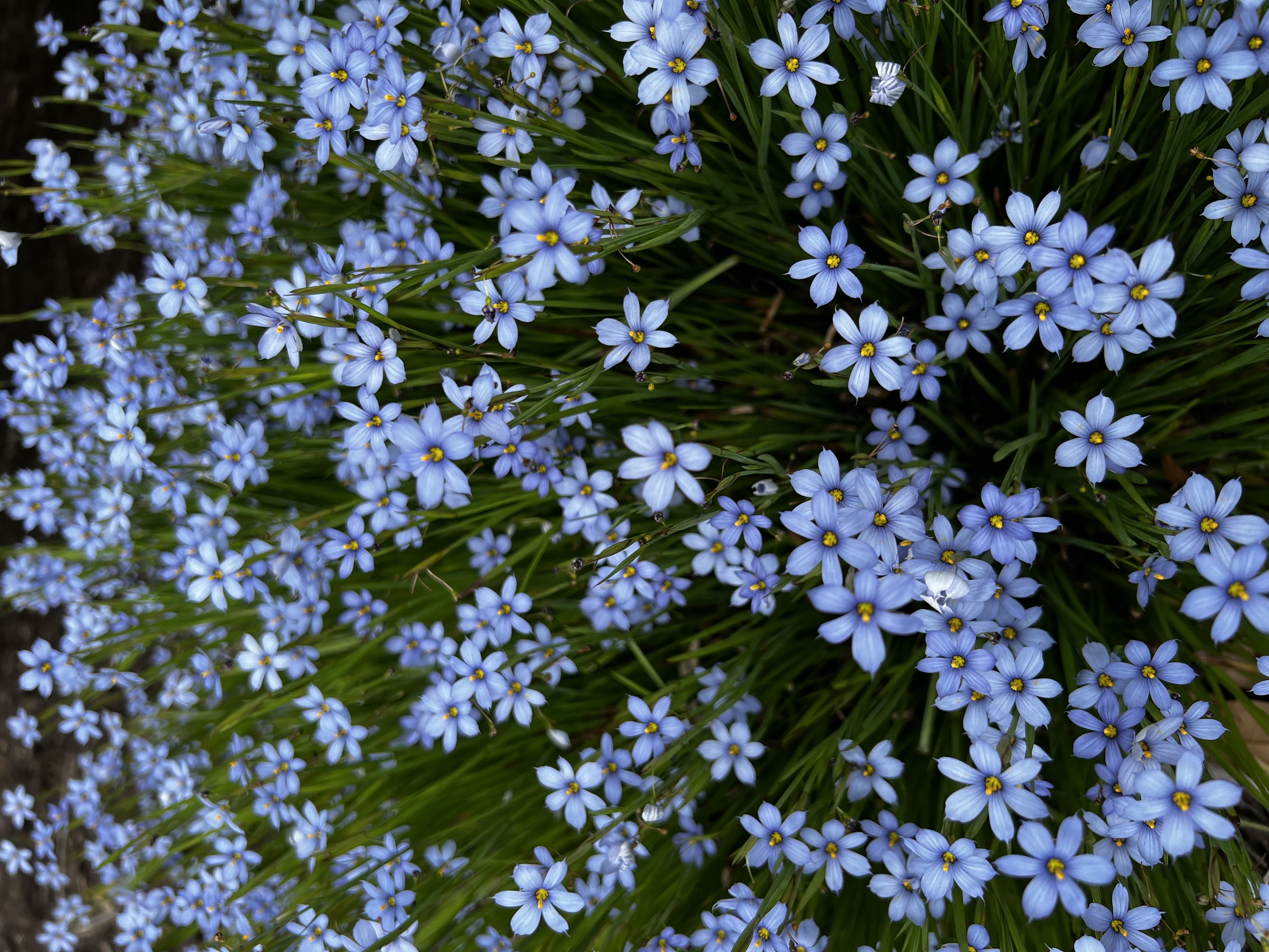 Blue wildflowers in a garden