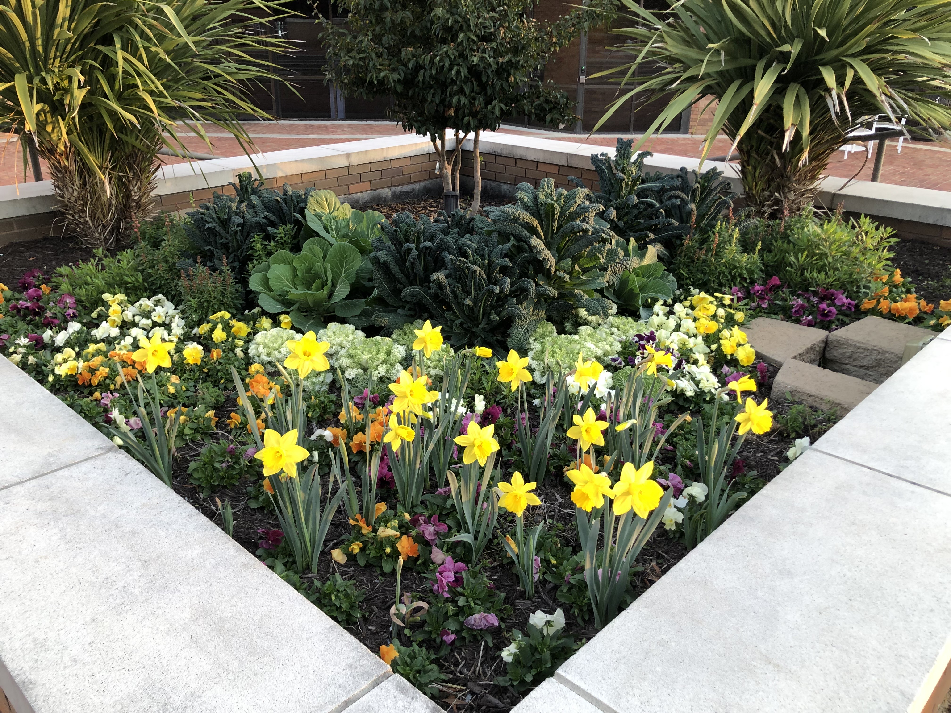 Formal garden bed with spring daffodils and trimmed shrubs