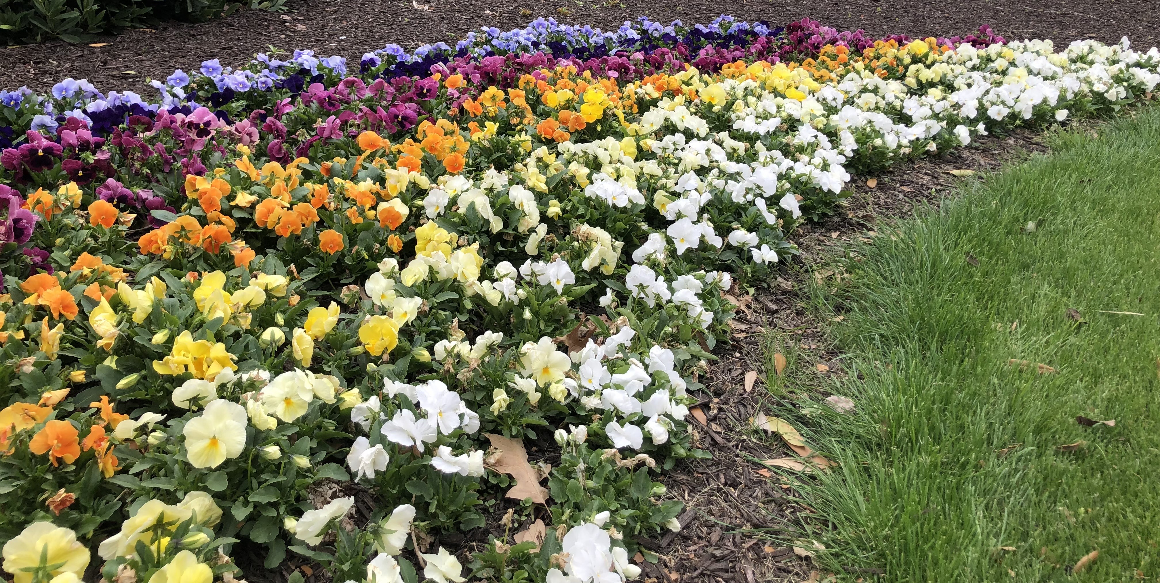 Vibrant pansy flower border