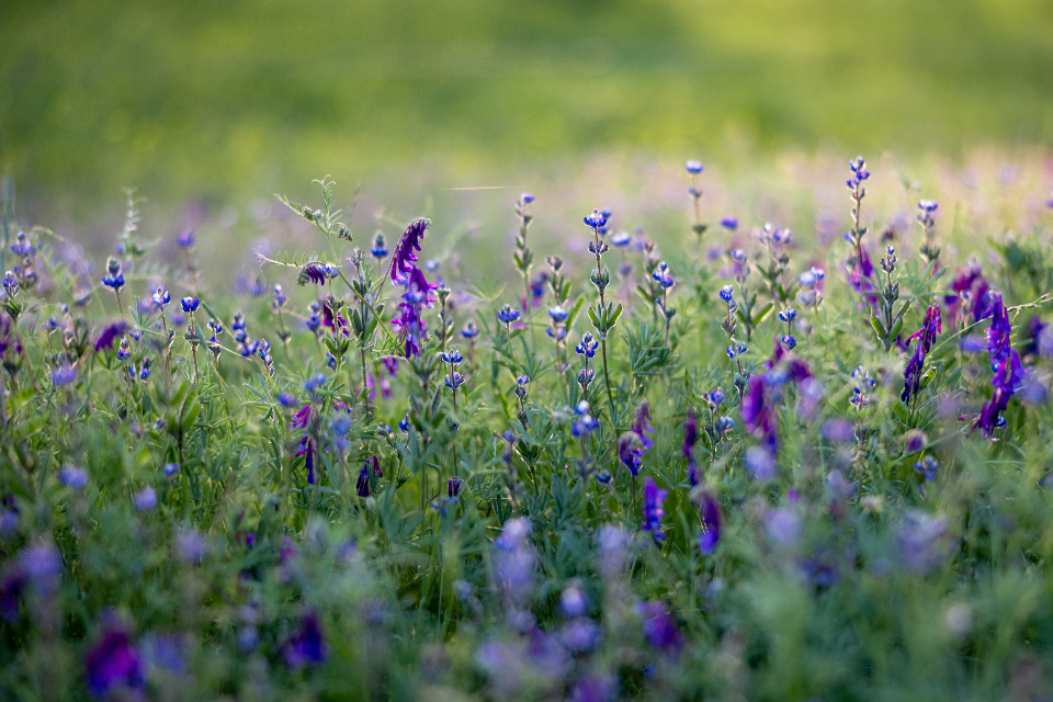 Wild purple wildflower field