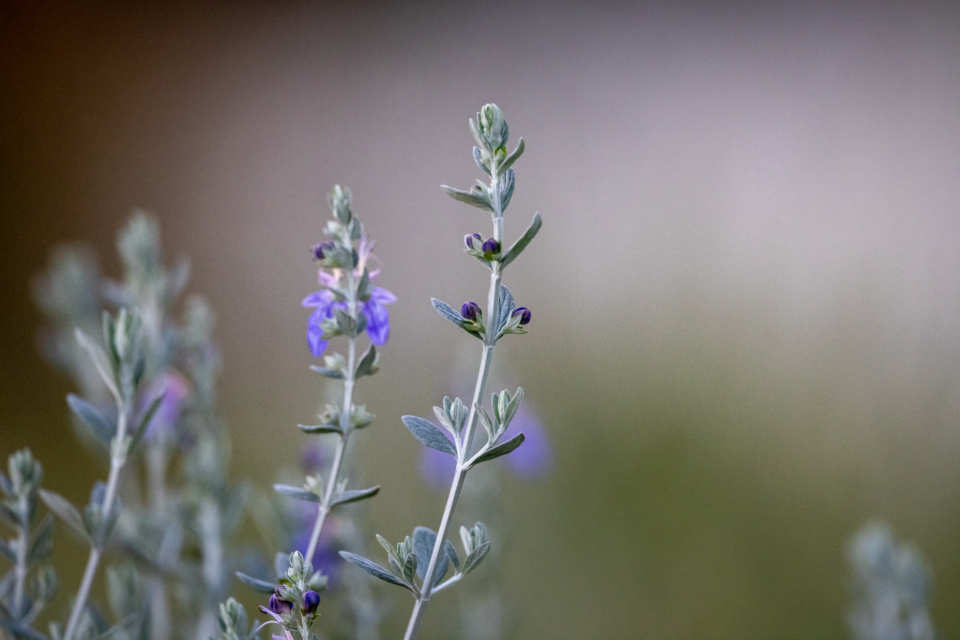 Close-up purple wildflower