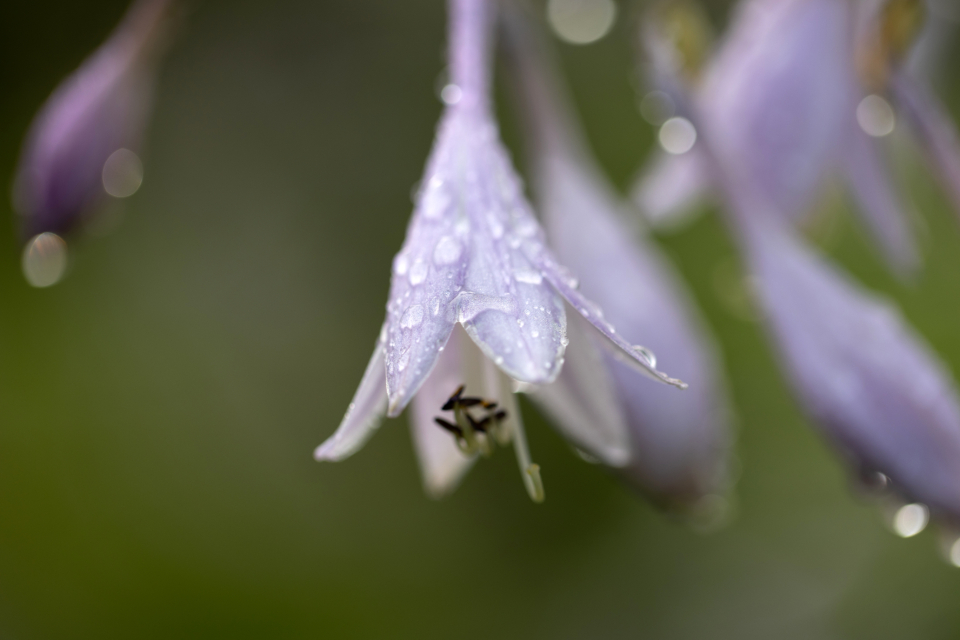 Spring flower with morning dew