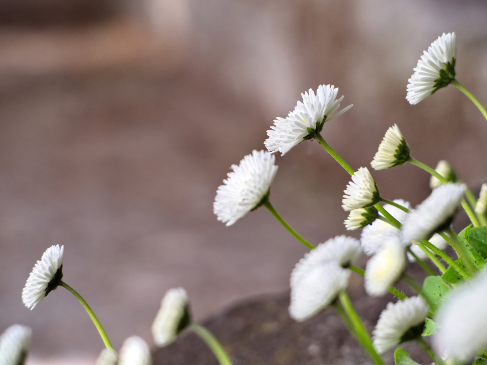 White daisy flowers